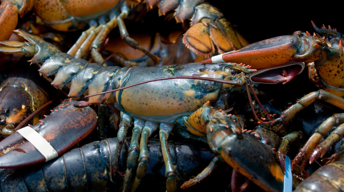 Sustainable, Versatile and Delicious: American lobster wows diners in Taiwan and Hong Kong foodservice promotions